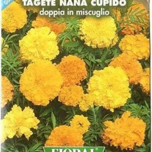 Tagete Nana Cupido Doppia Miscuglio Busta